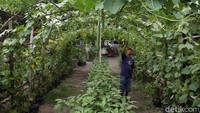 Warga merawat tanaman sayuran di kelompok tani Lumbung Mataram Binangun, Panembahan, Yogyakarta, Rabu (9/9/2020). 