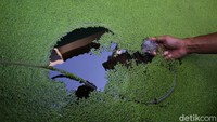 Pembelinya sebagaian besar adalah pedagang ikan Nila yang berlokasi di kota Solo dan sekitarnya.