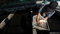 Petugas memisahkan induk ikan nila.
