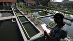 Melihat Budidaya Ikan Nila di Surakarta