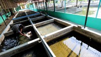 Pengawas Pembudidayaan Ikan UPT. Aneka Usaha Perikanan Dinas Pertanian Ketahana Pangan dan Perikanan Kota Solo, memberi makan benih ikan nila dan memisahkan induk nila dari anaknya di UPT. Usaha Perikanan kota, Surakarta, Jawa Tengah, Rabu (9/9).
