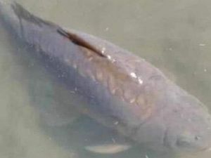 Ikan Berusia 22 Tahun Mati, Mahasiswa Hingga Presiden Zambia Berduka