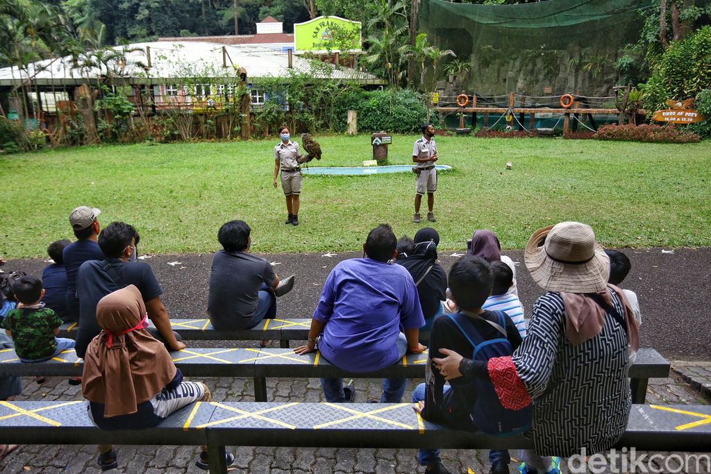 new normal di Taman safari