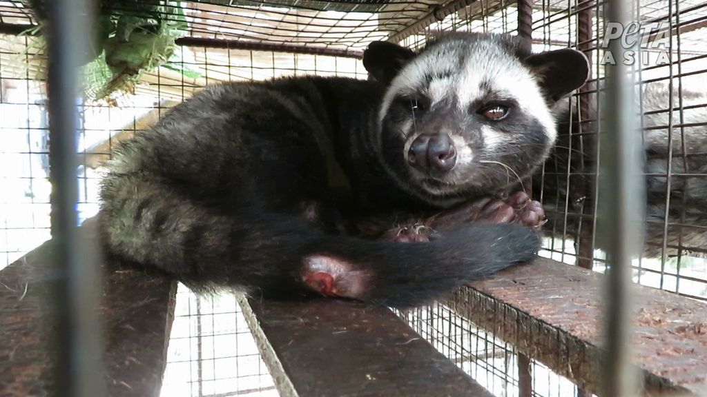 PETA Sebut Industri Kopi Luwak Berisiko Picu Pandemi COVID-19