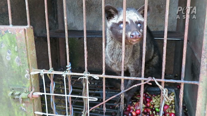 PETA Sebut Industri Kopi Luwak Berisiko Picu Pandemi COVID-19