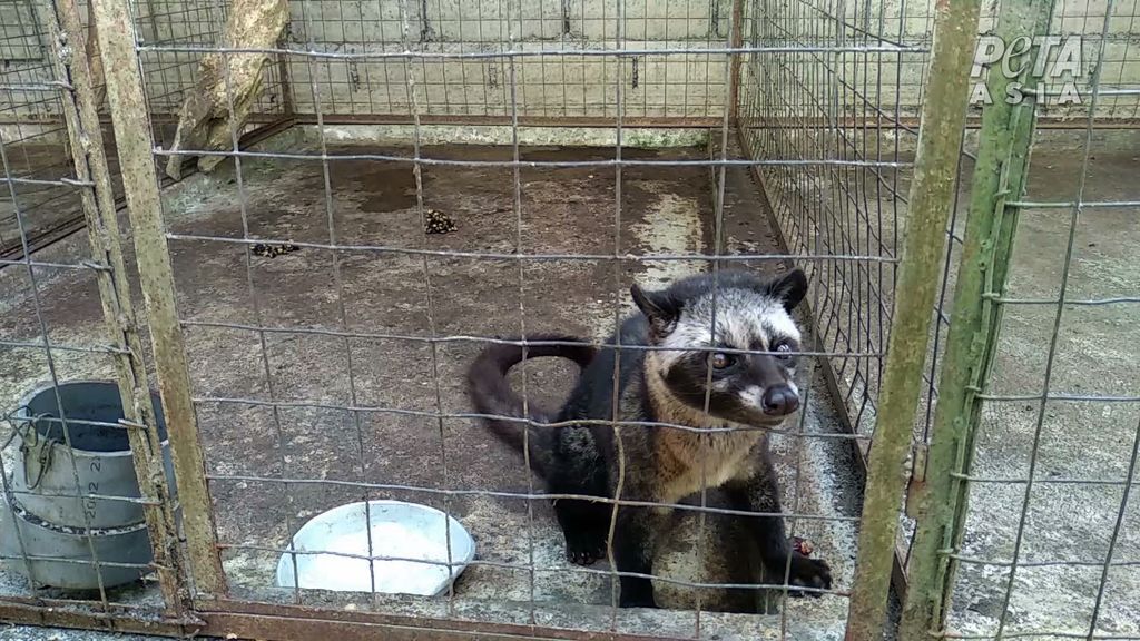Peternakan Musang (Dok. People for the Ethical Treatment of Animals (PETA))