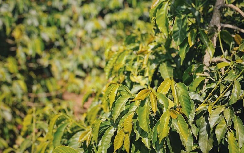 5 Fakta Matcha Lokal Indonesia, Rasanya Lebih Pahit dari Matcha Jepang!