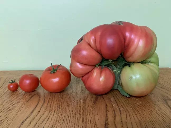 Tomat jumbo