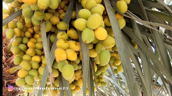 Tumbuh Subur di Arab, Orang-orang Asyik Makan Rujak Kurma Muda Tumbuh Subur di Arab, Orang-orang Asyik Makan Rujak Kurma Muda