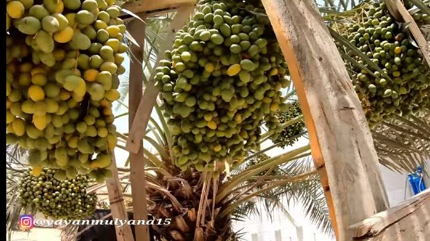Tumbuh Subur di Arab, Orang-orang Asyik Makan Rujak Kurma Muda