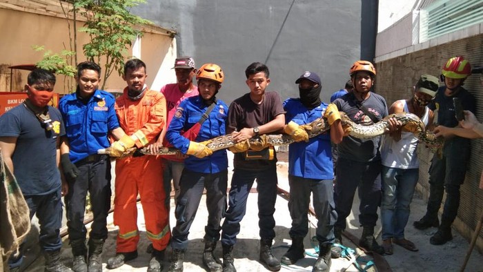 Tim Damkar Makassar tangkap ular piton 4 meter, Rabu (9/9/2020).