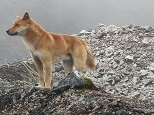 Cerita Anjing Bernyanyi Bangkit dari Kepunahan