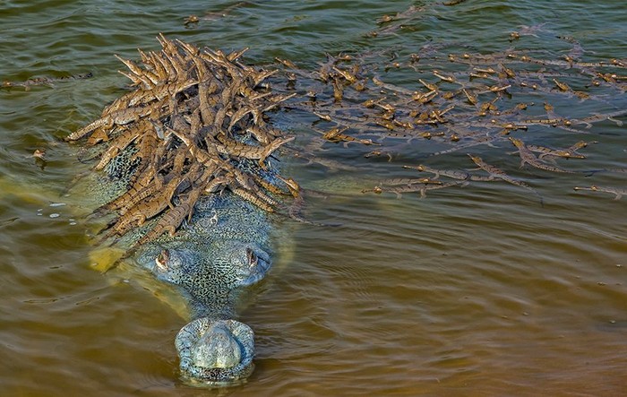 Buaya Langka