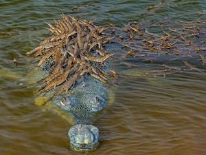 Menakjubkan, Foto Buaya Langka Angkut Ratusan Anaknya di Punggung