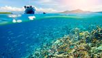 Potret Betapa Rindunya dengan Keindahan Bawah Laut Bunaken