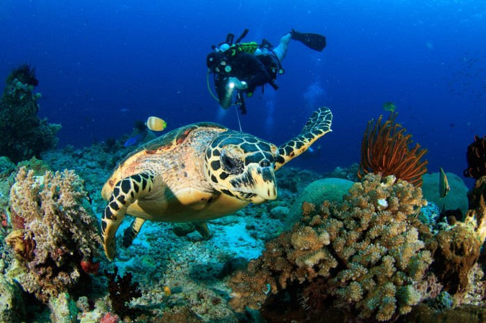 diving