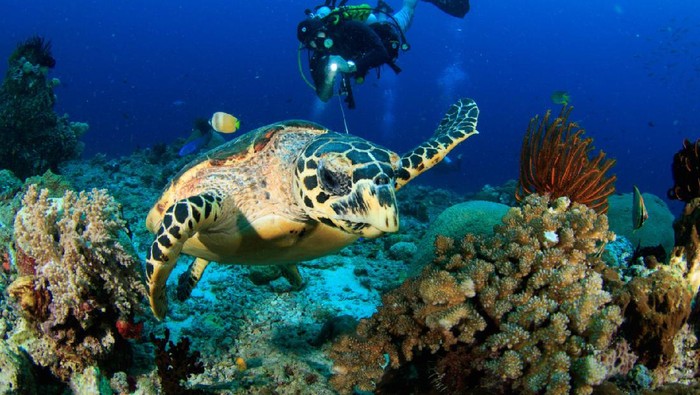 diving