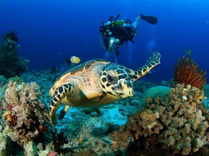Jelajah Bawah Laut, Ini Titik Watersport Paling Indah di Indonesia