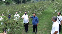 Wamenhan bersama rombongan juga sempat melakukan peninjauan ke Agribusiness and Technology Park Cikarawang (ATP) di Kampus IPB Dramaga, Bogor dan menyaksikan secara langsung berbagai jenis tanaman pangan yang sudah dikembangkan. Foto: dok. IPB