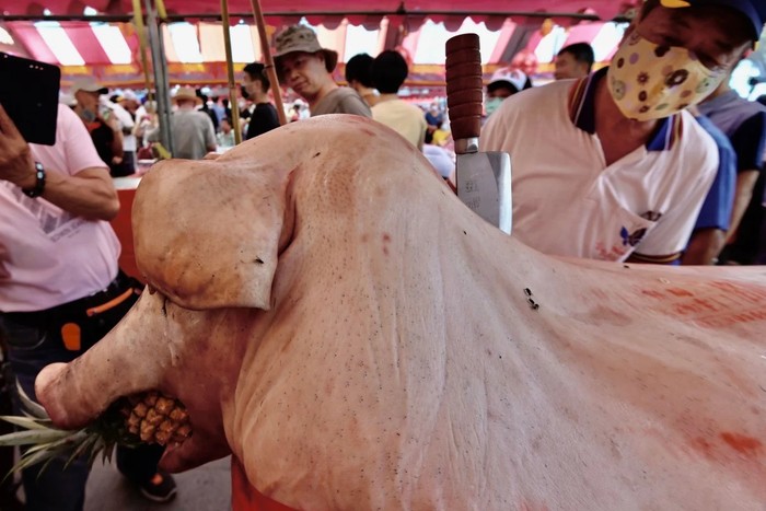 Festival Ini Tuai Pro Kontra karena Tampilkan Babi yang Digemukkan Paksa