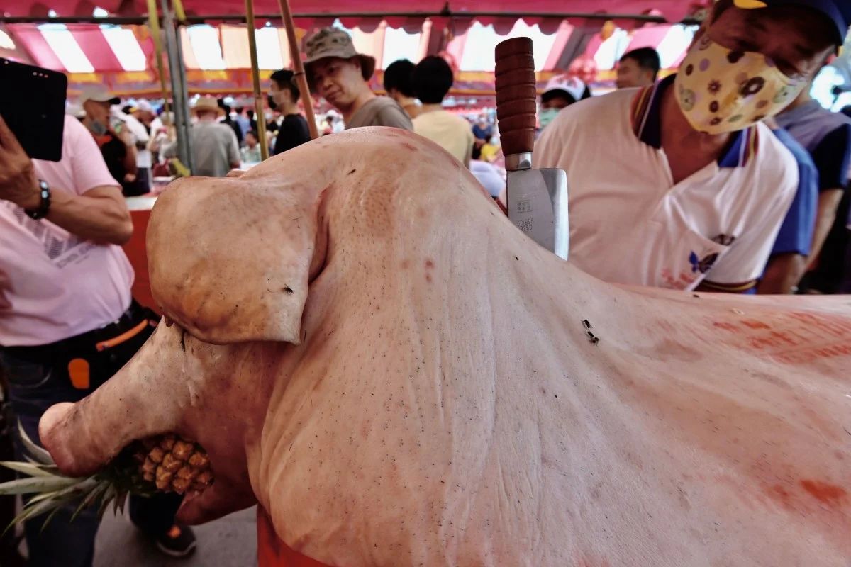 Festival Ini Tuai Pro Kontra karena Tampilkan Babi yang Digemukkan Paksa