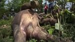 Gajah Liar Mati di Pidie Aceh