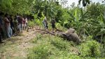 Gajah Liar Mati di Pidie Aceh