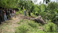 Gajah Sumatera tersebut diduga mati akibat terjerat kawat listrik yang dipasang warga untuk mengusir hewan babi agar tidak merusak tanaman. 