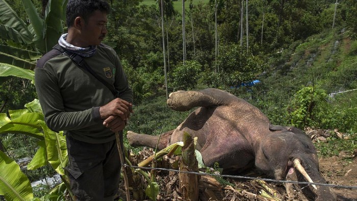 GAJAH LIAR MATI DI PIDIE Warga mengamati bangkai Gajah sumatra (Elephas maximus sumatrensis) yang ditemukan mati di kebun milik warga di Desa Tuha Lala, Kecamatan Mila, Kabupaten Pidie, Aceh, Rabu (9/9/2020). Gajah sumatra berjenis kelamin jantan tersebut diduga mati akibat terjerat kawat listrik yang dipasang warga untuk mengusir hewan babi agar tidak merusak tanaman milik warga setempat. ANTARA FOTO/Joni Saputra/Lmo/foc.