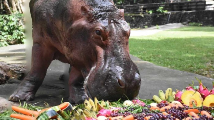 Hippo berumur 55 tahun di kebun binatang Thailand.