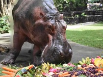 Mae Mali, Kuda Nil Tertua di Dunia Berulang Tahun