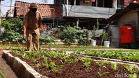 Beragam jenis sayuran langka atau eksklusif ditanam di kebun tersebut.