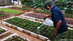 Melihat Kebun Sayuran Eksklusif di Kecamatan Ujungberung