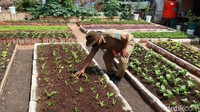 Selain bisa menemukan sayuran siomak atau pagoda, di kebun tersebut kita dapat menemukan beragam sayuran eksklusif lainnya salah satunya bayam merah.
