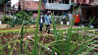 Ada juga, sayuran yang biasa kita temui seperti selada hijau dan merah, serawung, sawi, pakcoy, kangkung dan sayuran lainnya.