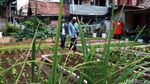 Melihat Kebun Sayuran Eksklusif di Kecamatan Ujungberung