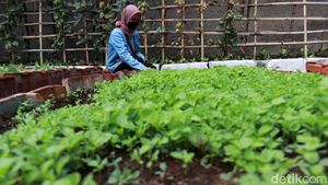 Melihat Kebun Sayuran Eksklusif di Kecamatan Ujungberung