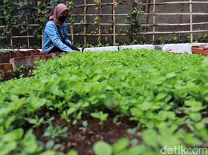 Melihat Kebun Sayuran Eksklusif di Kecamatan Ujungberung