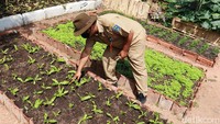 Petugas menunjukkan kebun sayuran langka atau eksklusif di kawasan Kantor Kecamatan Ujungberung, Kamis (10/9/2020).