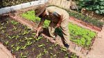 Melihat Kebun Sayuran Eksklusif di Kecamatan Ujungberung
