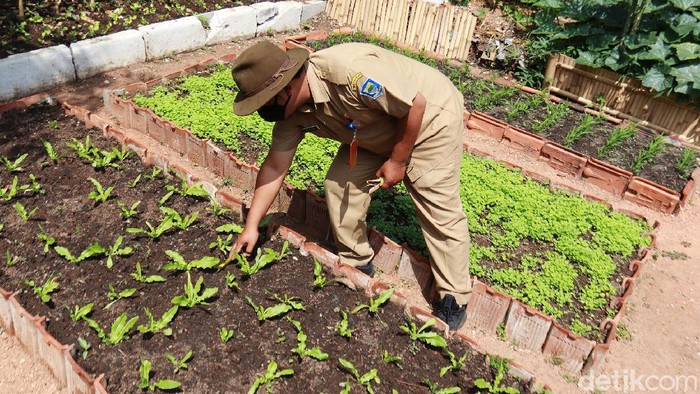 Melihat Kebun Sayuran Eksklusif di Ujungberung Beragam jenis sayuran langka atau ekslusif sulit ditemukan di pasaran. Biasanya sayuran eksklusif seperti siomak dan pagoda bisa ditemukan di swalayan atau supermarket ternama di Kota Bandung.