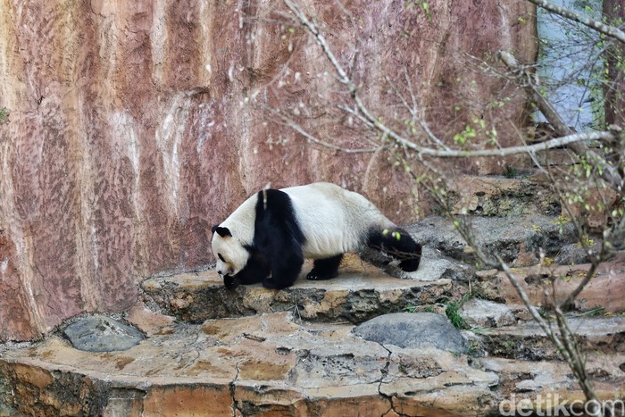Giant Panda menjadi hewan yang langka untuk ditemukan di Indonesia. Memiliki tingkah lucu, tak heran hewan menggemaskan ini punya banyak penggemar.
