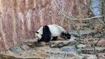 Mengenal Si Gembul Giant Panda