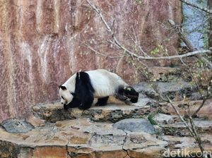 Panda Imut Juga Bisa Ngamuk, Pengasuhnya Terluka