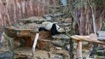 Mengenal Si Gembul Giant Panda