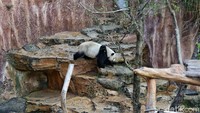 Umumnya, giant panda hanya bisa melahirkan satu ekor anak saja. Tapi, melalui inseminasi buatan, hewan menggemaskan ini bisa melahirkan tiga ekor anak. Memiliki tubuh yang besar saat dewasa, namun bayi panda hanya seberat 0,1 kg saat dilahirkan dan baru bisa membuka matanya saat berumur 2 bulan.  