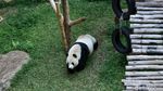 Mengenal Si Gembul Giant Panda