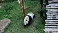 Giant panda menjadi hewan yang spesial travelers, pasalnya hewan ini merupakan ikon Tiongkok dan hanya bisa ditemui di Taman Safari Indonesia. Sehingga perawatannya pun dilakukan secara intensif. Hal ini diakui oleh salah satu perawat Giant Panda.  