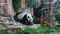 Dalam sehari, giant panda membutuhkan total waktu tidur 16 jam, namun tidak sekaligus. Dia juga suka bermain sendiri dan juga makan bambu.  
