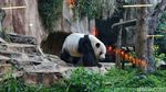 Mengenal Si Gembul Giant Panda